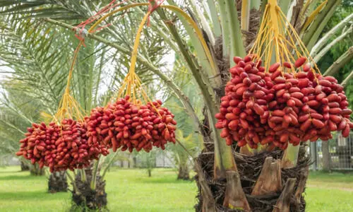 ഫ​ല​ഭൂ​യി​ഷ്ഠ​മാ​യ ഈ​ന്ത​പ്പ​ന​ക​ൾ​ക്ക്  സാ​മ്പ​ത്തി​ക സ​ഹാ​യ പ​ദ്ധ​തി