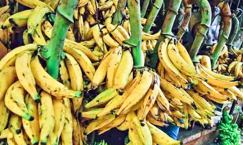 വിലയിടിഞ്ഞ്​ ഏത്തപ്പഴം; കർഷകർ പ്രതിസന്ധിയിൽ