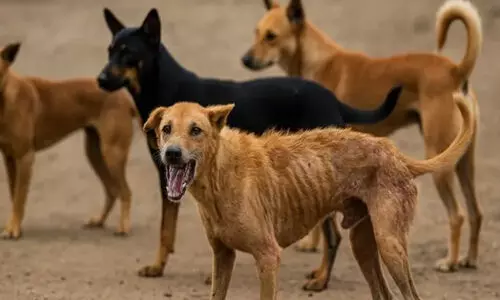എട്ടു മാസം, നായ കടിച്ചത് 14,494 പേരെ
