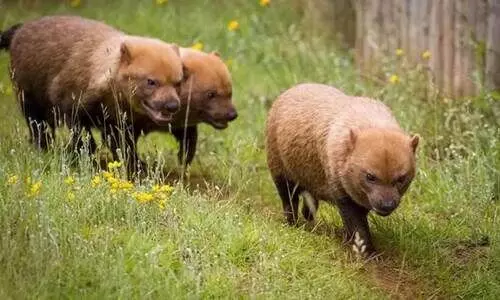കാഴ്ചയിൽപ്പെടുക തന്നെ അപൂർവം, കൂട്ടമായി ഇരതേടൽ; വംശനാശം നേരിടുന്ന ഈ അപൂർവ നായയെക്കുറിച്ചറിയാം കാഴ്ചയിൽപ്പെടുക തന്നെ അപൂർവം, കൂട്ടമായി ഇരതേടൽ; വംശനാശം നേരിടുന്ന ഈ അപൂർവ നായയെക്കുറിച്ചറിയാം