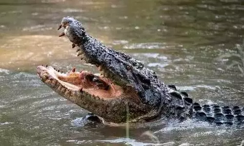 നദിയിൽ കുളിക്കാനിറങ്ങിയ യുവതിയെ മുതല വലിച്ചു കൊണ്ടുപോയി- വിഡിയോ