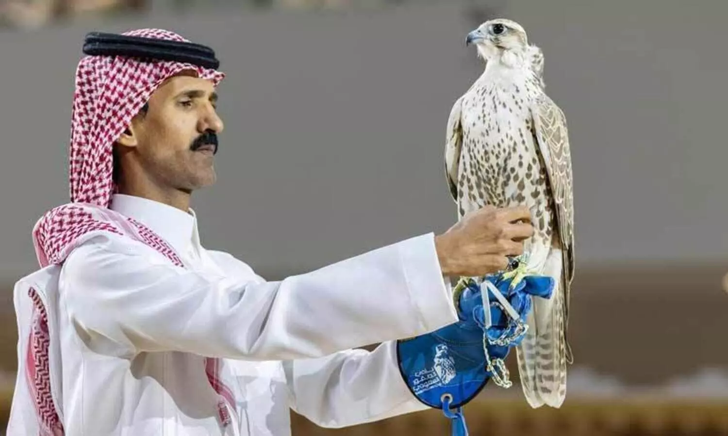 Saudi Falcons Exhibition\,Mongolian falcons,Falcon sale,900,000 riyals,Bird auction, സൗദി അറേബ്യ,ഫാൽക്കൺ, മം​ഗോളിയൻ,