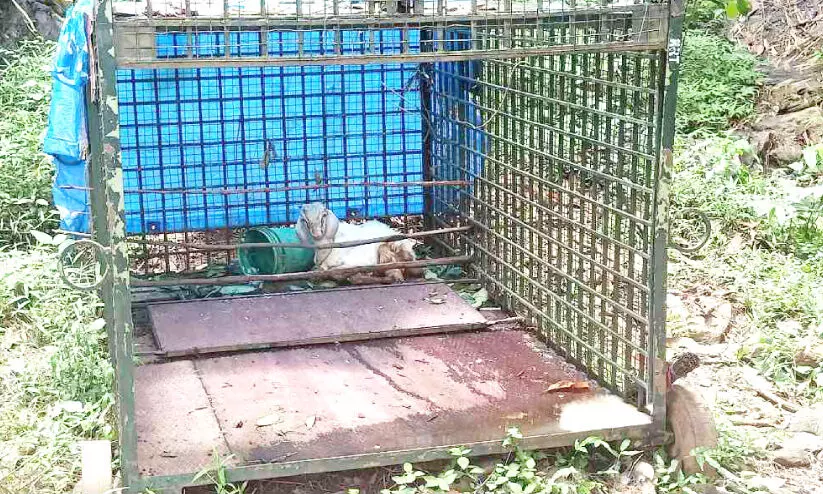 അ​ട​ക്കാ​കു​ണ്ടി​ലെ ക​ടു​വ​യെ കു​ടു​ക്കാ​നാ​യി​ല്ല, കൂട് മാ​റ്റി സ്ഥാ​പി​ക്ക​ണ​ം -ക​ർ​ഷ​ക​ർ