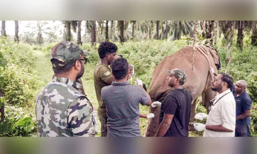 കാട്ടനയെ വീണ്ടും മയക്കുവെടിവെച്ച് പിടികൂടി ചികിത്സ നൽകി