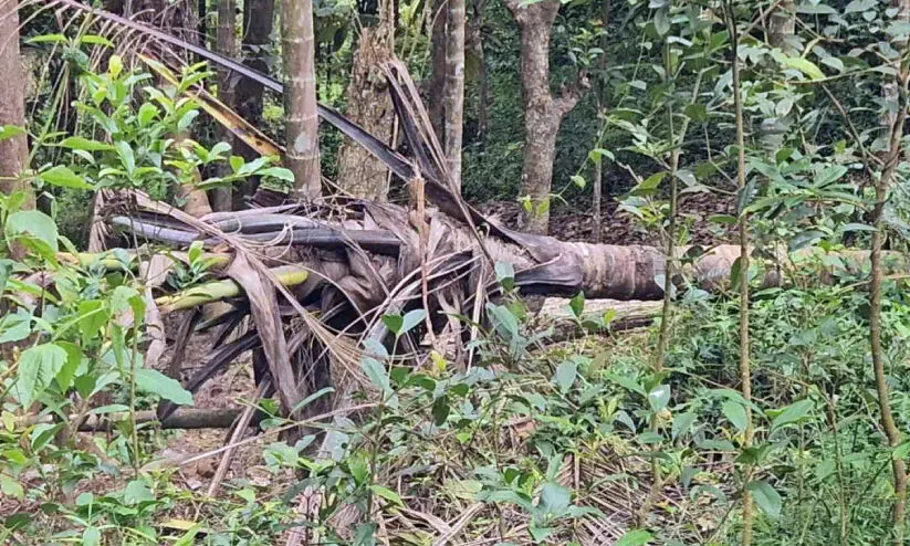 കാ​ടു​ക​യ​റാ​തെ കാ​ട്ടാ​ന​ക്കൂ​ട്ടം