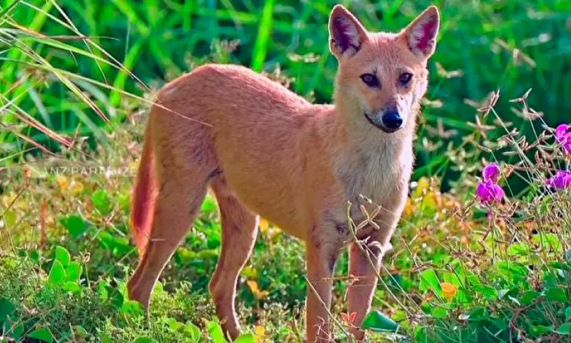 ജില്ലയിൽ ഭീതിപടർത്തി ‘കുറുനരികൾ’? ജില്ലയിൽ ഭീതിപടർത്തി ‘കുറുനരികൾ’?