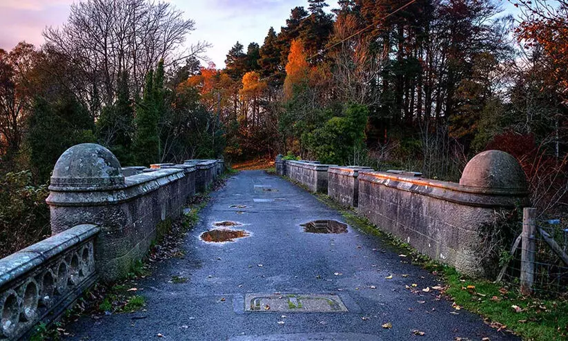 Dog Suicide Bridge Dog Suicide Bridge