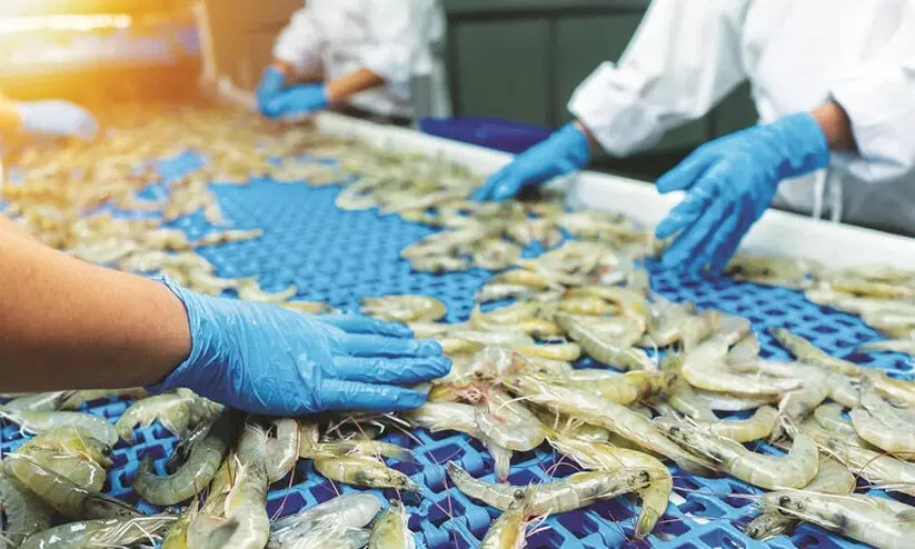 താരിഫിന്റെ ആദ്യ അടി മലയാളിക്ക്; യു.എസിൽ ചെമ്മീൻ വാങ്ങാൻ ആളില്ല താരിഫിന്റെ ആദ്യ അടി മലയാളിക്ക്; യു.എസിൽ ചെമ്മീൻ വാങ്ങാൻ ആളില്ല