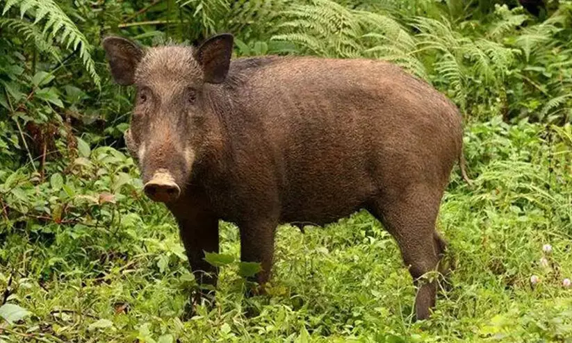 ജനങ്ങളുടെ ജീവന്​ ഭീഷണിയായ വന്യജീവിയെ കൊല്ലാം, ചന്ദനമരം മുറിച്ചുവിൽക്കാം -ബില്ലുകൾക്ക്​ നിയമസഭയുടെ അംഗീകാരം