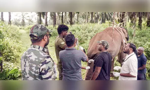 കാട്ടനയെ വീണ്ടും മയക്കുവെടിവെച്ച് പിടികൂടി ചികിത്സ നൽകി