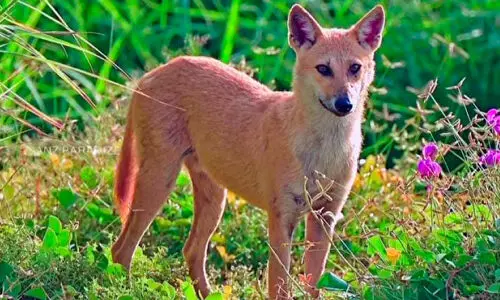 ജില്ലയിൽ ഭീതിപടർത്തി​ ‘കുറുനരികൾ’?