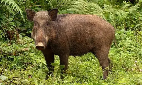 ജനങ്ങളുടെ ജീവന്​ ഭീഷണിയായ വന്യജീവിയെ കൊല്ലാം, ചന്ദനമരം മുറിച്ചുവിൽക്കാം -ബില്ലുകൾക്ക്​ നിയമസഭയുടെ അംഗീകാരം