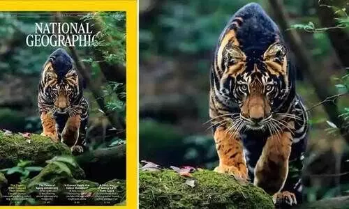 Black Tiger,National Geographic,India,Photography,Wildlife, കരിങ്കടുവ. നാഗ്പുർ, ഒഡീഷ