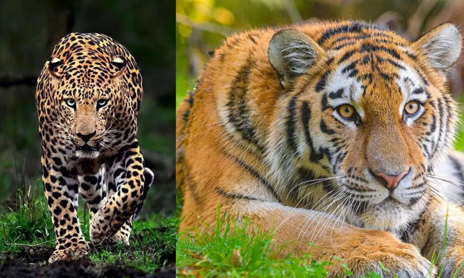 Leopards,Human settlements,Jim Corbett,Conflict,Wildlife intrusion, ഉത്തരാഖണ്ഡ്, ജിം കോർ​ബറ്റ്, വന്യജീവി വകുപ്പ്, മനുഷ്യസംഘർഷം