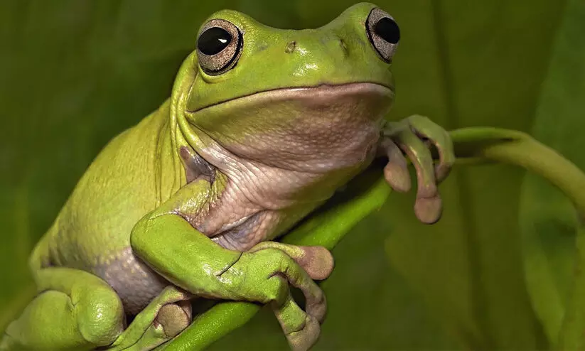 നടുവേദന മാറാൻ 8 തവളകളെ ജീവനോടെ വിഴുങ്ങി സ്ത്രീ; പിന്നെ സംഭവിച്ചത്...