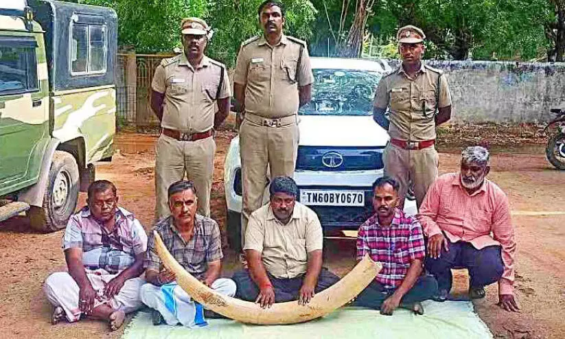 ആ​ന​ക്കൊ​മ്പ് വി​ൽ​ക്കാ​ൻ ശ്ര​മം; അ​ഞ്ചു​പേ​ർ പി​ടി​യി​ൽ