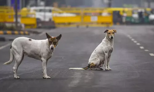 ജാ​തി സ​ർ​വേ എ​ന്യൂ​മ​റേ​റ്റ​ർ​മാ​ർ​ക്ക് തെ​രു​വു​നാ​യ്ക്ക​ൾ ഭീ​ഷ​ണി​യെ​ന്ന്