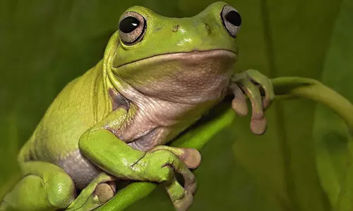 നടുവേദന മാറാൻ 8 തവളകളെ ജീവനോടെ വിഴുങ്ങി സ്ത്രീ; പിന്നെ സംഭവിച്ചത്...