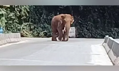 മുൾമുനയിൽ നിർത്തി കാട്ടുകൊമ്പൻ; സംസ്ഥാനപാതയിൽ ഗതാഗതം സ്തംഭിച്ചു