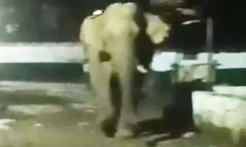 കാട്ടാന ശല്യത്തിൽ പൊറുതിമുട്ടി ഇടക്കടവ്