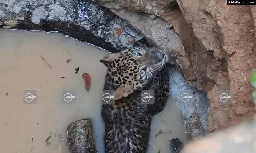 Leopard trapped in punalur well