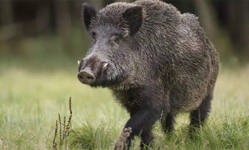 കോട്ടാങ്ങലിൽ കാട്ടുപന്നി ശല്യം രൂക്ഷം കോട്ടാങ്ങലിൽ കാട്ടുപന്നി ശല്യം രൂക്ഷം