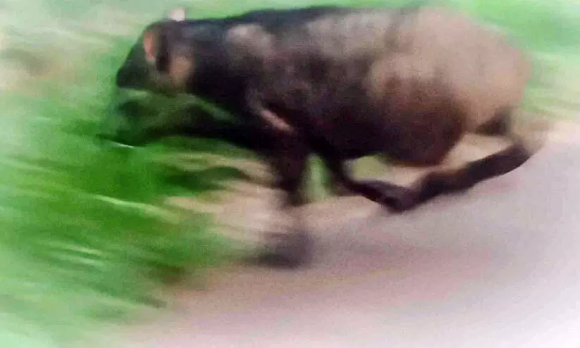 പുതുവാശ്ശേരി, പുത്തൻകടവ് ഗ്രാമവാസികൾ കാട്ടുപന്നി ഭീതിയിൽ