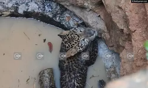 Leopard trapped in punalur well