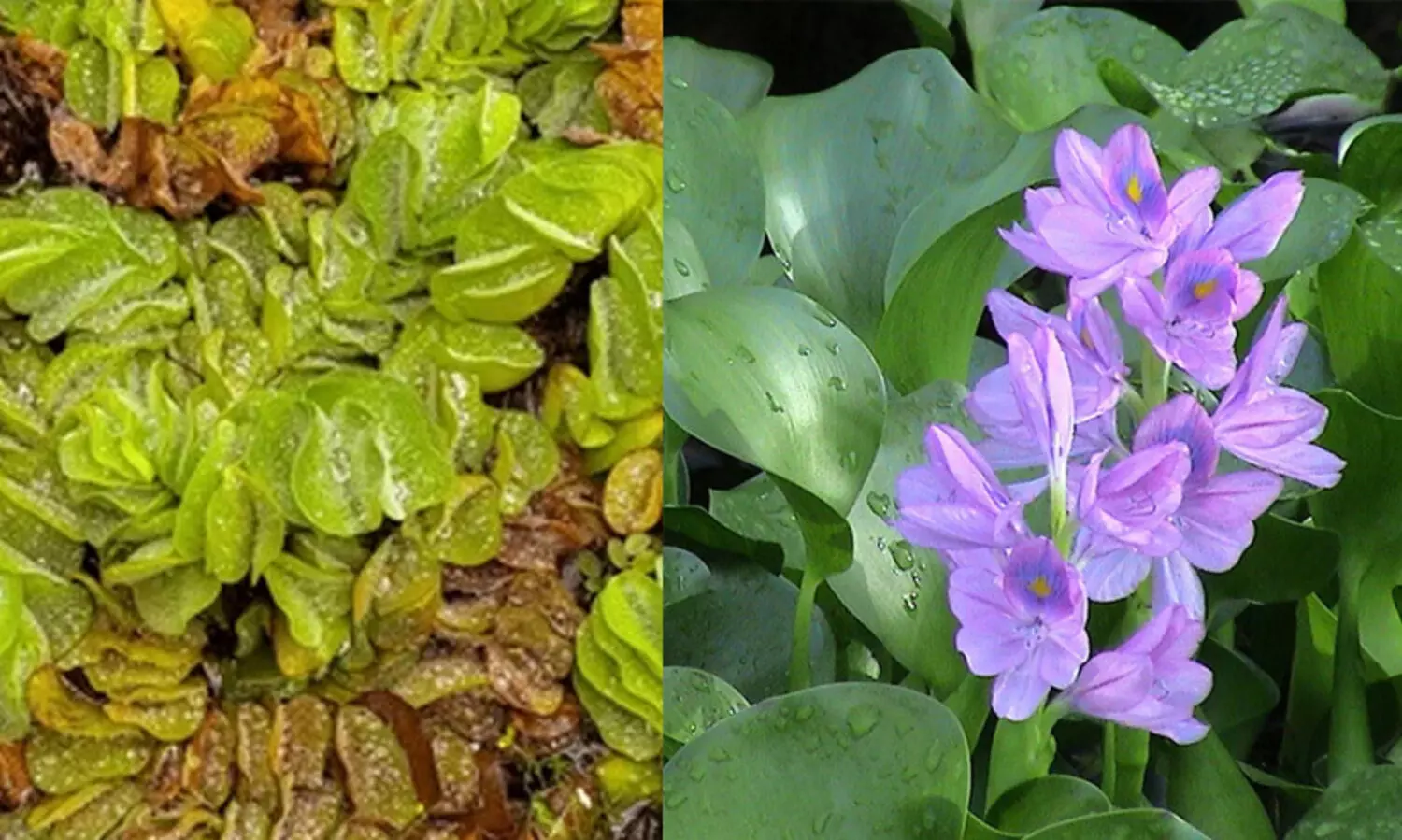 ഗുരുതര ഭീഷണിയെന്ന്​ പഠന നയരേഖ; അധിനിവേശ സസ്യ, ജീവജാലങ്ങൾ പെരുകുന്നു