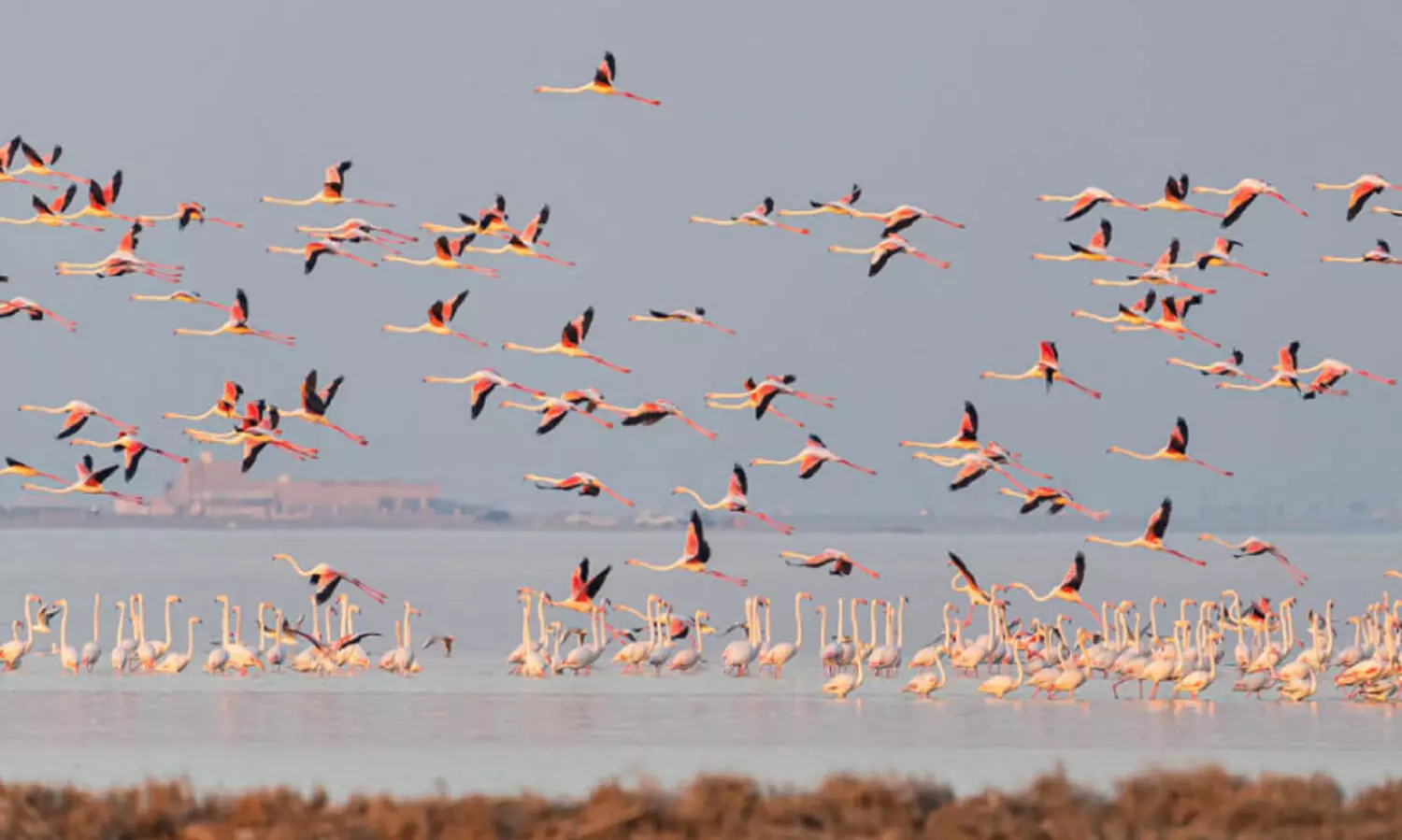 പക്ഷികൾ പറക്കട്ടെ...; ഇന്ന് ലോക ദേശാടനപ്പക്ഷി ദിനം