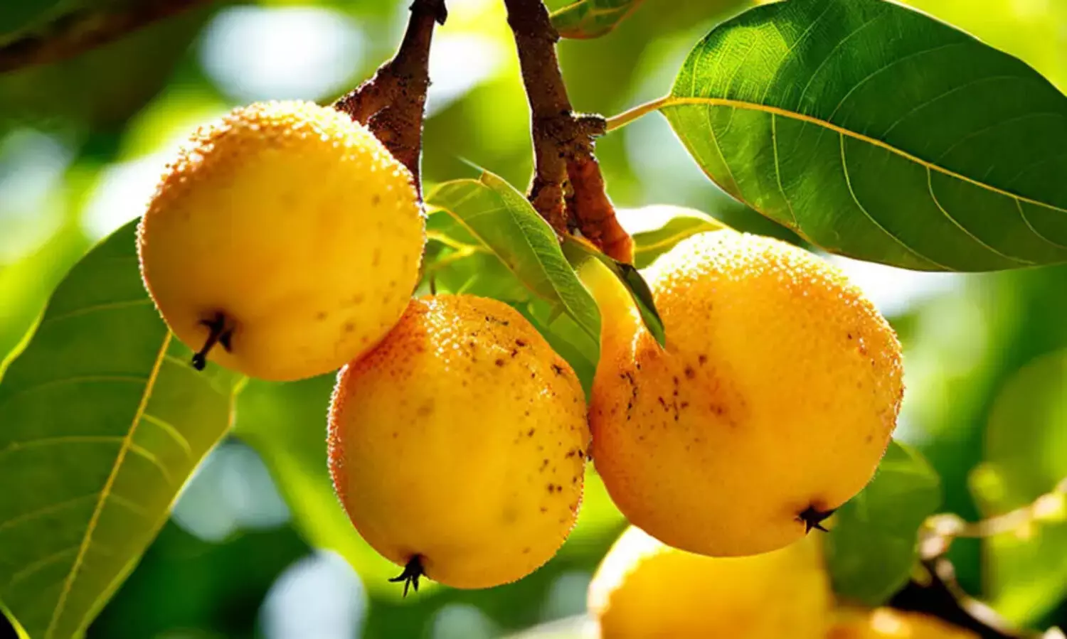 രണ്ടുവർഷം കൊണ്ട് കായ്ക്കും, കിലോക്ക് 300ന് മുകളിൽ വിലയും കിട്ടും...; ടേസ്റ്റിയാണ് അബിയു