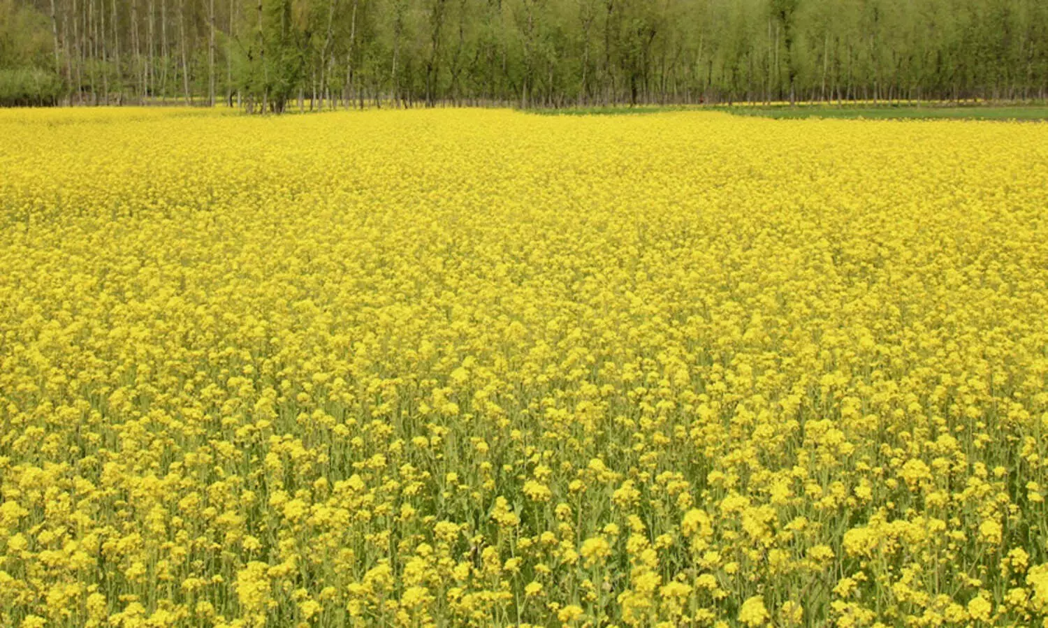 Festivals of Bengal,Bengali cuisine,Art and literature,Colonial history,Partition of Bengal,ബംഗാൾ, കൃഷി, ​തൊഴിലില്ലായ്മ, പട്ടിണി