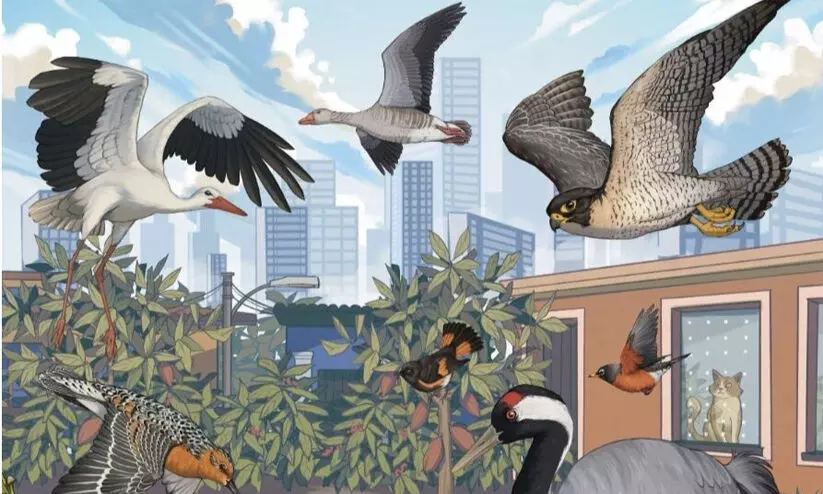 നാടും നഗരവും വളരുമ്പോൾ പരിഗണിക്കാം ഈ അതിഥികളെയും... നാടും നഗരവും വളരുമ്പോൾ പരിഗണിക്കാം ഈ അതിഥികളെയും...