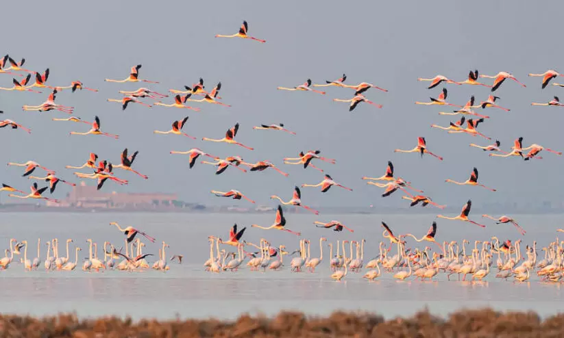 പക്ഷികൾ പറക്കട്ടെ...; ഇന്ന് ലോക ദേശാടനപ്പക്ഷി ദിനം പക്ഷികൾ പറക്കട്ടെ...; ഇന്ന് ലോക ദേശാടനപ്പക്ഷി ദിനം