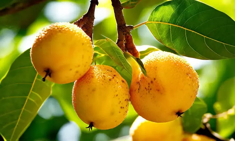 രണ്ടുവർഷം കൊണ്ട് കായ്ക്കും, കിലോക്ക് 300ന് മുകളിൽ വിലയും കിട്ടും...; ടേസ്റ്റിയാണ് അബിയു രണ്ടുവർഷം കൊണ്ട് കായ്ക്കും, കിലോക്ക് 300ന് മുകളിൽ വിലയും കിട്ടും...; ടേസ്റ്റിയാണ് അബിയു