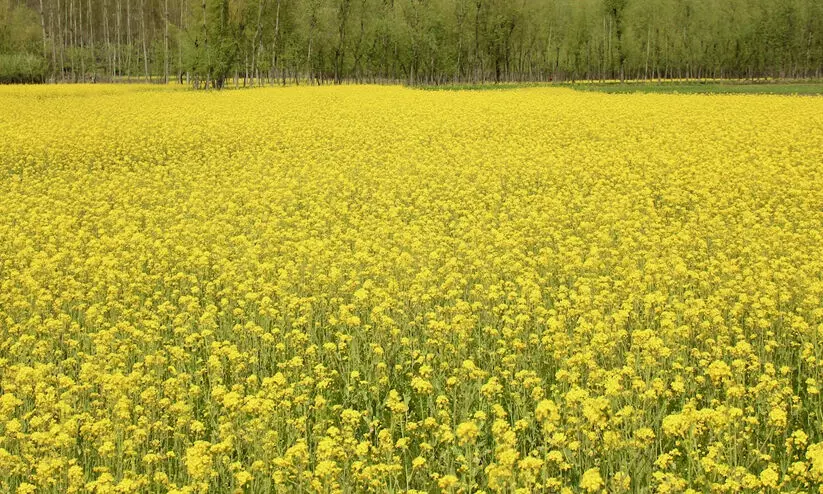 Festivals of Bengal,Bengali cuisine,Art and literature,Colonial history,Partition of Bengal,ബംഗാൾ, കൃഷി, ​തൊഴിലില്ലായ്മ, പട്ടിണി