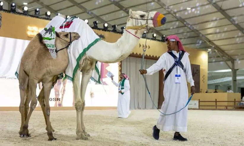 സൗദി അന്താരാഷ്ട്ര ഫാൽക്കൺസ് ആൻഡ് ഹണ്ടിങ് എക്സിബിഷനിൽ ഒട്ടക ലേലം ശ്രദ്ധേയമായി സൗദി അന്താരാഷ്ട്ര ഫാൽക്കൺസ് ആൻഡ് ഹണ്ടിങ് എക്സിബിഷനിൽ ഒട്ടക ലേലം ശ്രദ്ധേയമായി