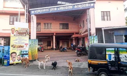 വടക്കഞ്ചേരി മേഖല അടക്കിവാണ് തെരുവുനായ്ക്കൾ