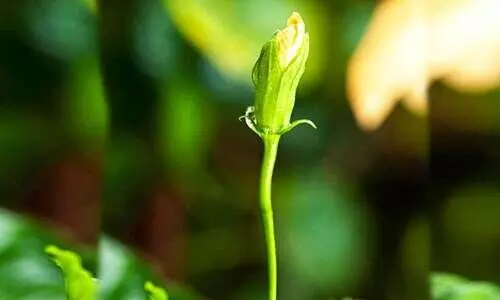 ഞെട്ടുകൾ ഞെട്ടുകൾ