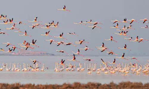 പക്ഷികൾ പറക്കട്ടെ...; ഇന്ന് ലോക ദേശാടനപ്പക്ഷി ദിനം