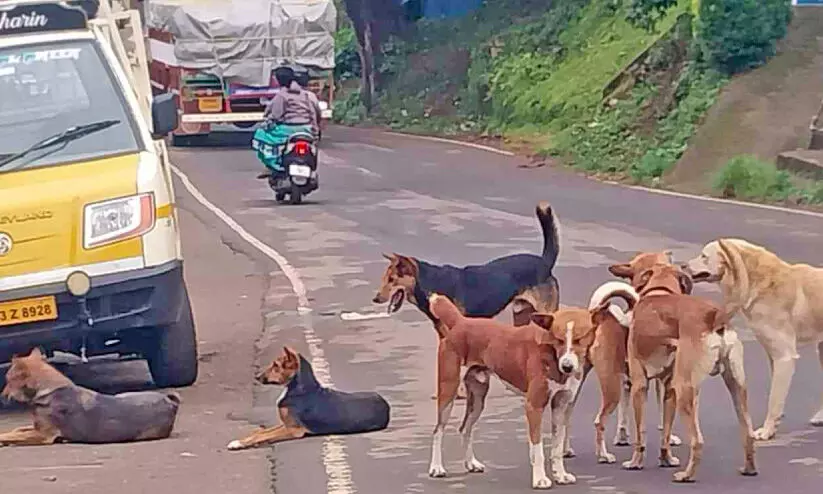നാ​യ് ശ​ല്യം ഭീ​ഷ​ണി​യാ​വു​ന്നു