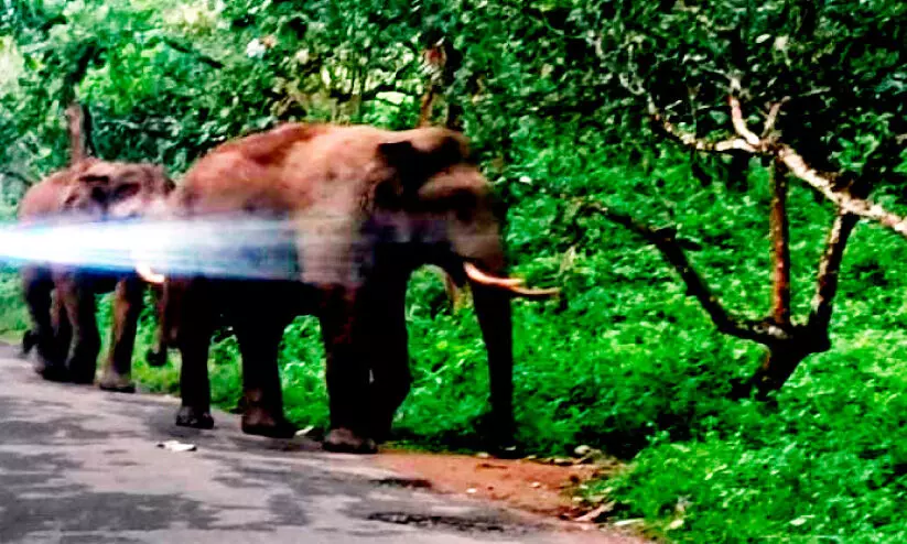 വന്യജീവി ആക്രമണ ഭീതിയിൽ ജനം; മുഖം തിരിച്ച് അധികൃതർ