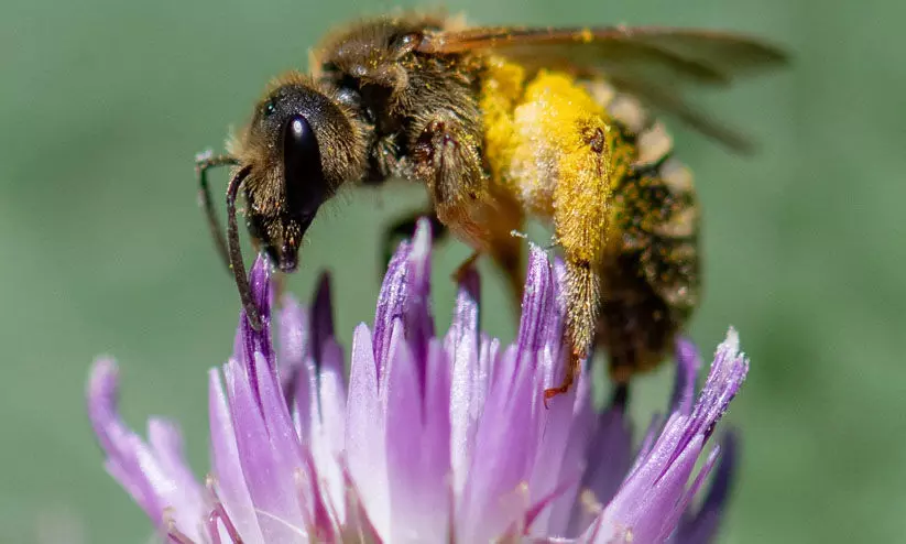 വംശനാശ ഭീഷണിയിൽ കാട്ടുതേനീച്ചകളും ചിത്രശലഭങ്ങളും