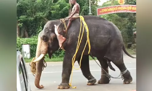 ഇടഞ്ഞോടിയ ആന നാടിനെ ഭീതിയിലാക്കി