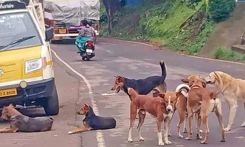 നാ​യ് ശ​ല്യം ഭീ​ഷ​ണി​യാ​വു​ന്നു