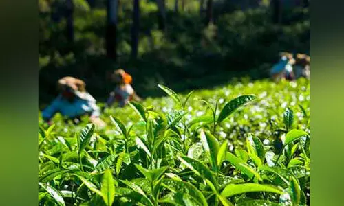 തേയില വില ഉയരുമ്പോഴും കൊളുന്തിന് രക്ഷയില്ല