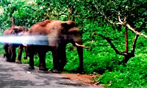 വന്യജീവി ആക്രമണ ഭീതിയിൽ ജനം; മുഖം തിരിച്ച് അധികൃതർ