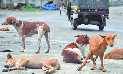 നെടുമ്പനയിൽ പേപ്പട്ടി കടിച്ച് കുട്ടികൾ ഉൾപ്പെടെ 11 പേർ ആശുപത്രിയിൽ