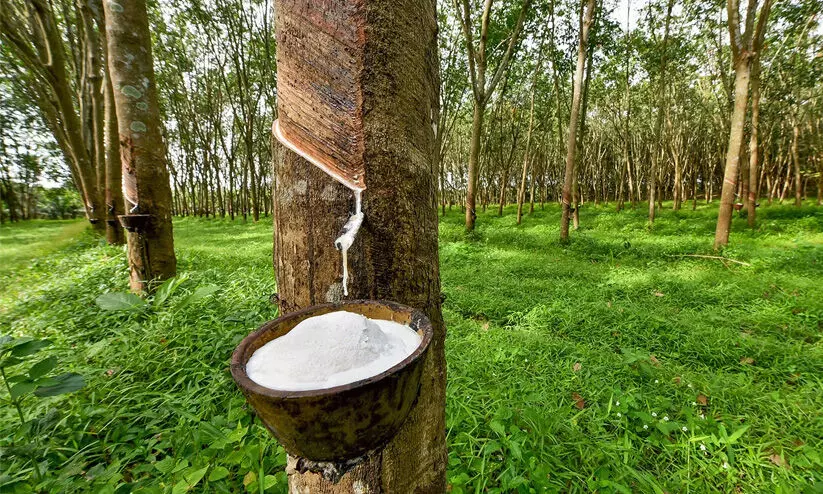 ഇറങ്ങിയും കയറിയും റബർ ഇറങ്ങിയും കയറിയും റബർ