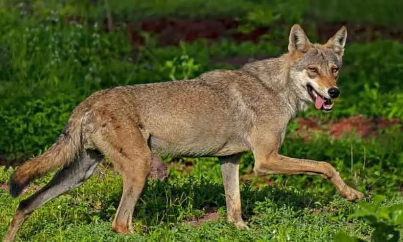 indian grey wolf indian grey wolf